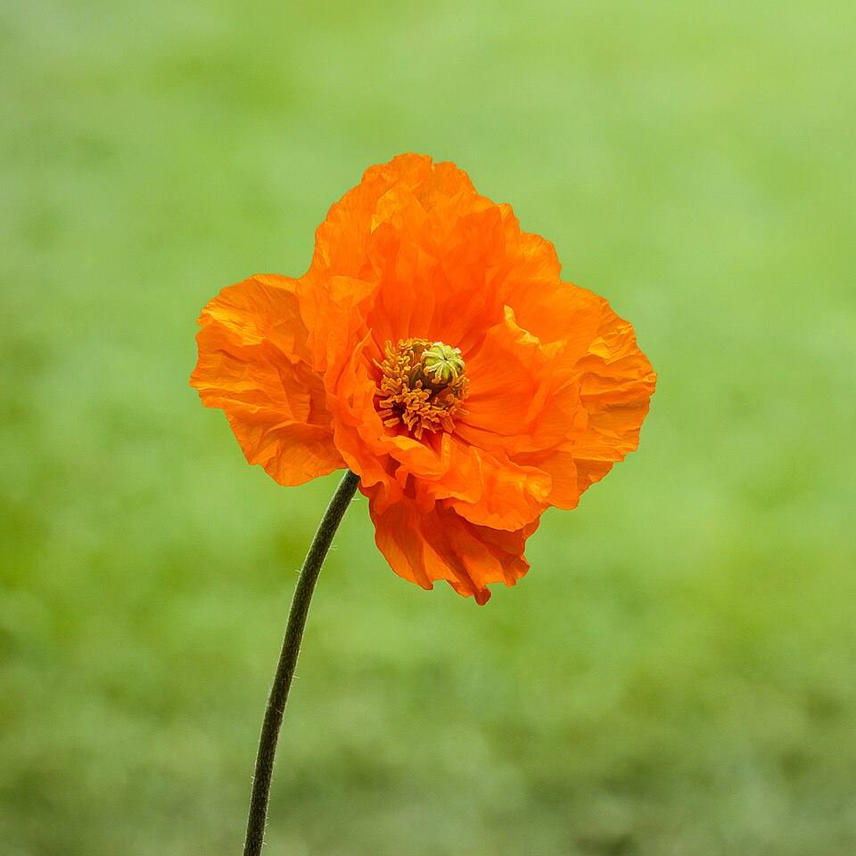 Bloem_van_een_Papaver_klaproos._14-05-2021_actm._01