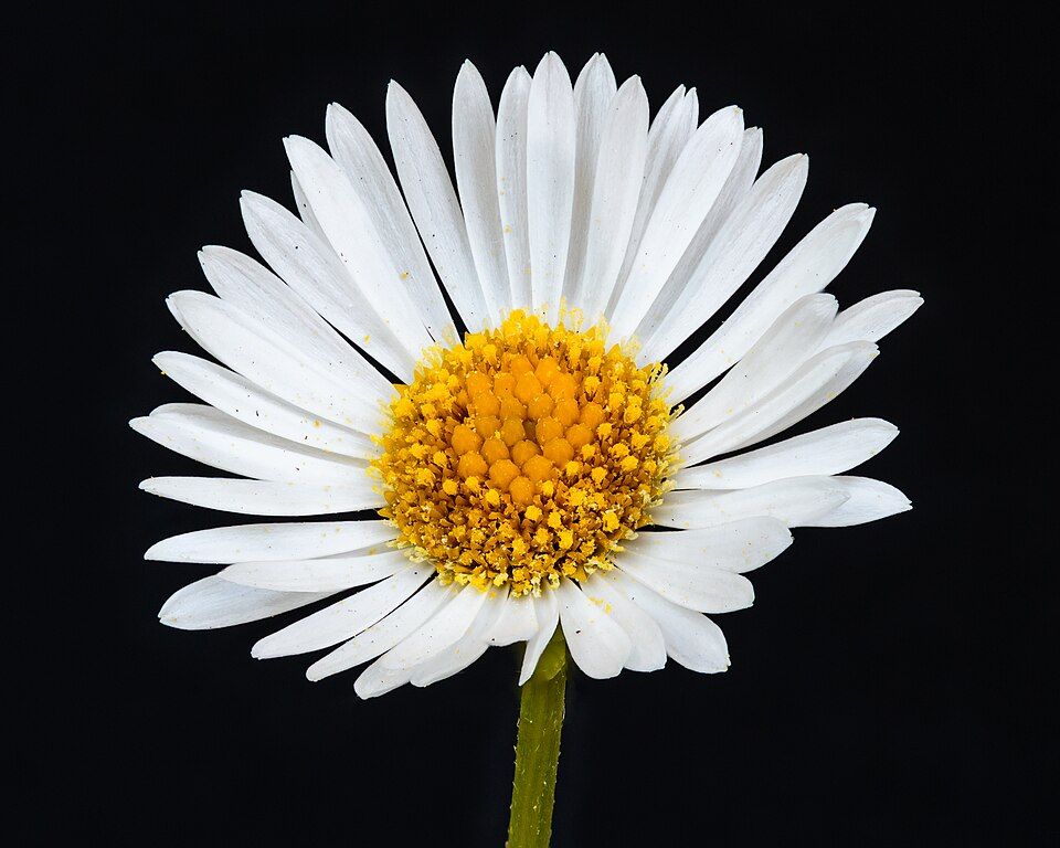 Bloem_van_een_muurfijnstraal_Erigeron_karvinskianus._13-06-2021._d.j.b