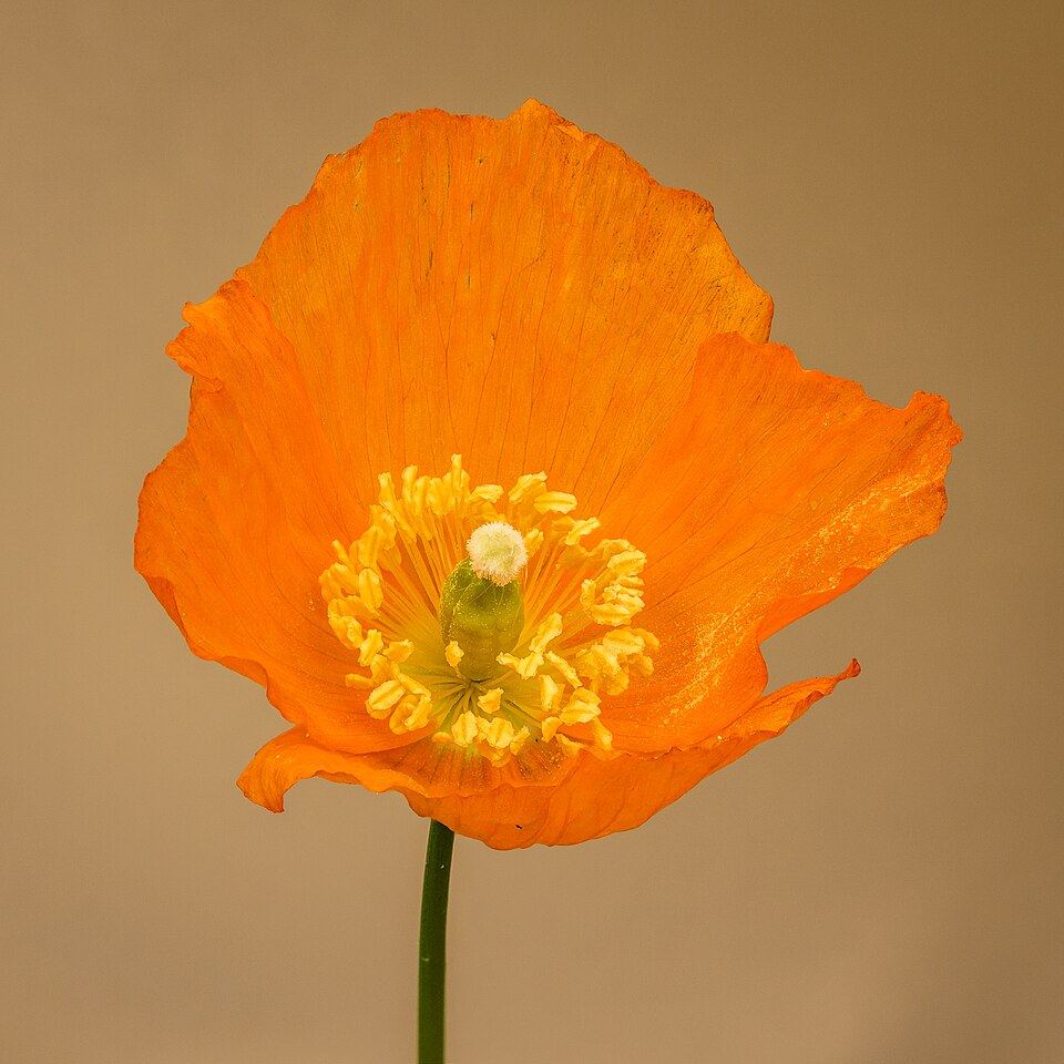Bloem_van_een_schijnpapaver_Meconopsis_cambrica_23-05-2021._d.j.b